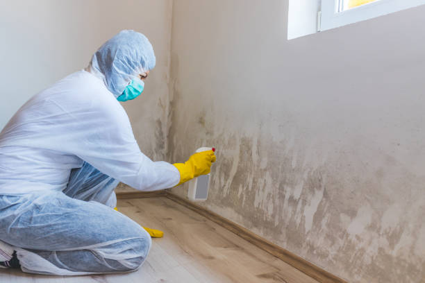 Licensed Black Mold Removal service in Marriottsville, MD - WQB Mold Removal