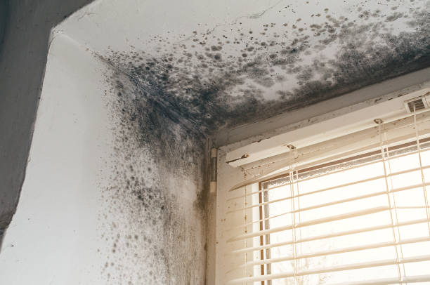 Affordable Black Mold Removal solutions in Marriottsville, MD